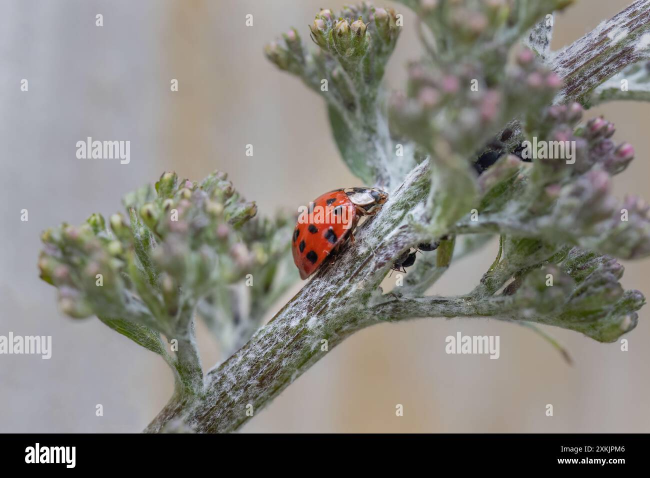 Close up view of a Harlequin Ladybird (Ladybug) in a Buddleia bush that is just starting to bloom. Stock Photo