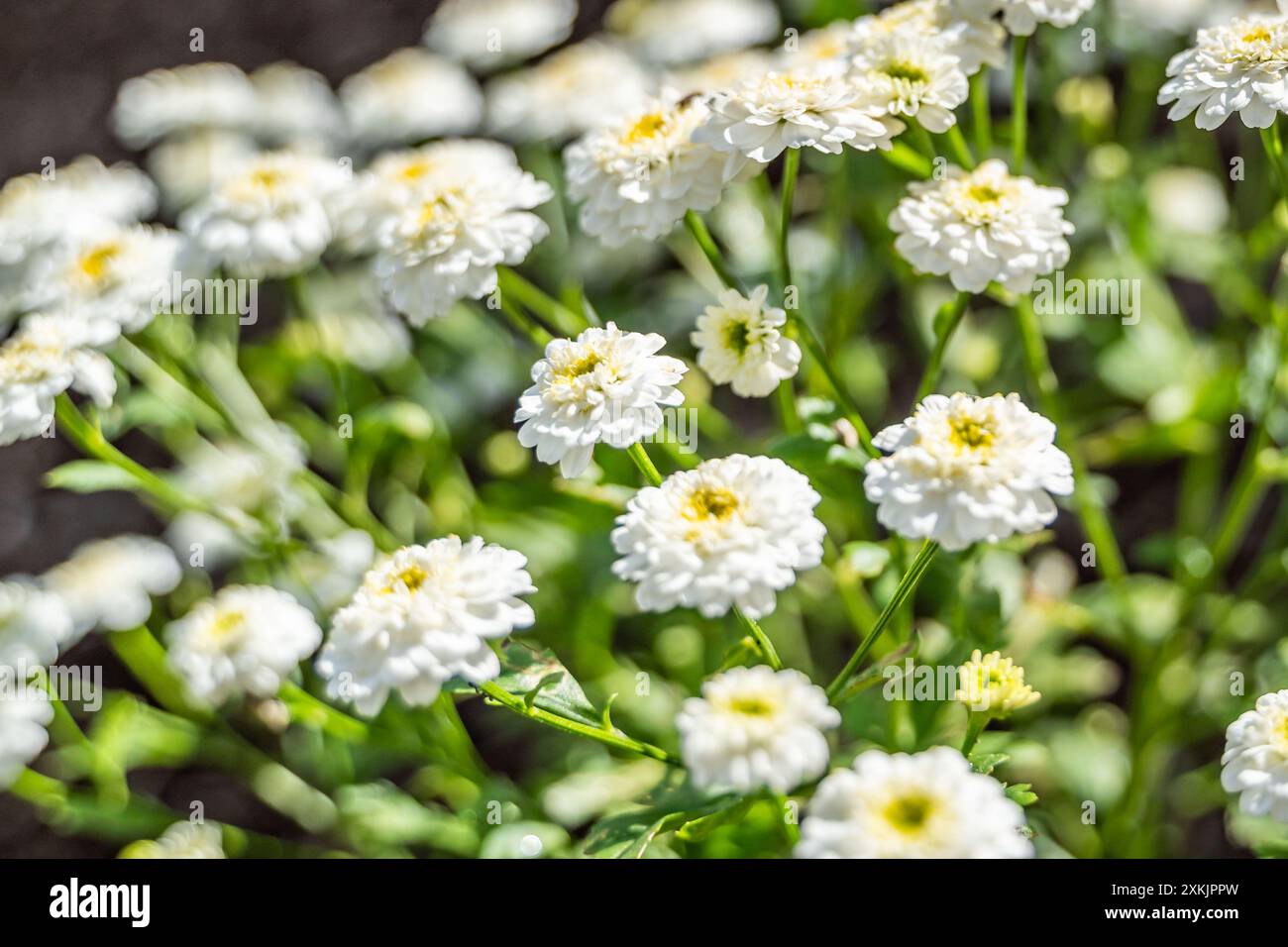 Double pyrethrum flowers hi-res stock photography and images - Alamy