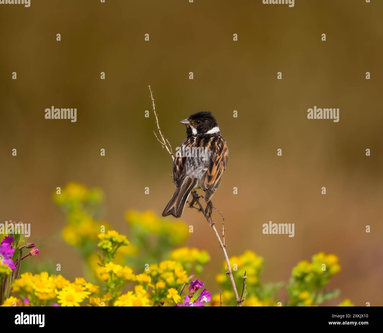Reed bunting captured in open fields hi-res stock photography and ...