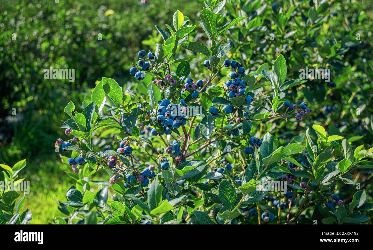 Really Ripe Blueberries Ripe blueberries growing on a farm Stock Photo - Alamy