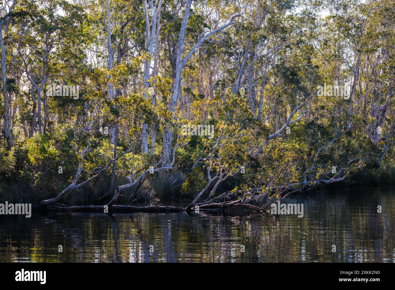 Trees overhang the Noosa Everglades in Queensland, Australia Stock Photo