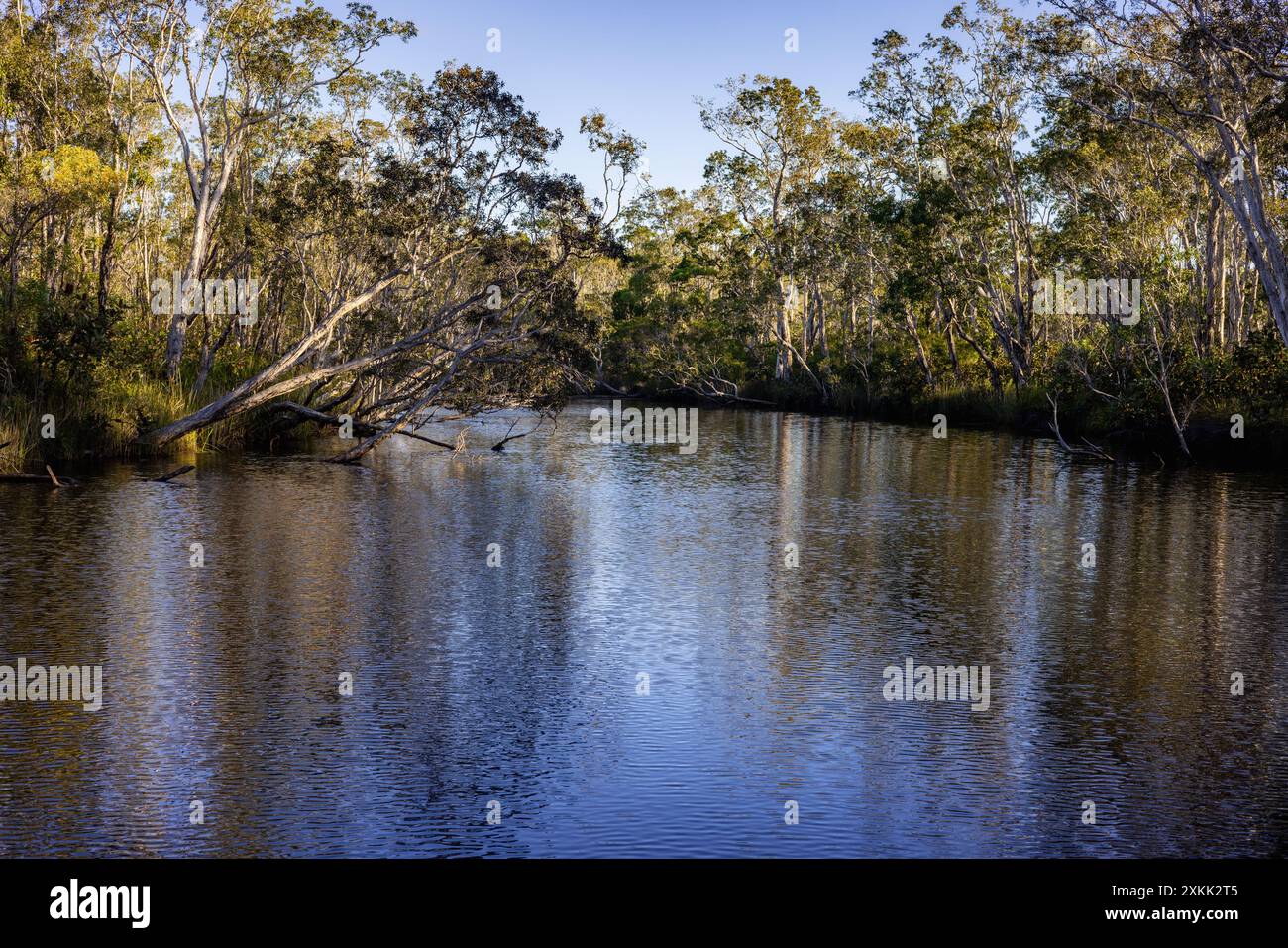 Trees overhang the Noosa Everglades in Queensland, Australia Stock Photo