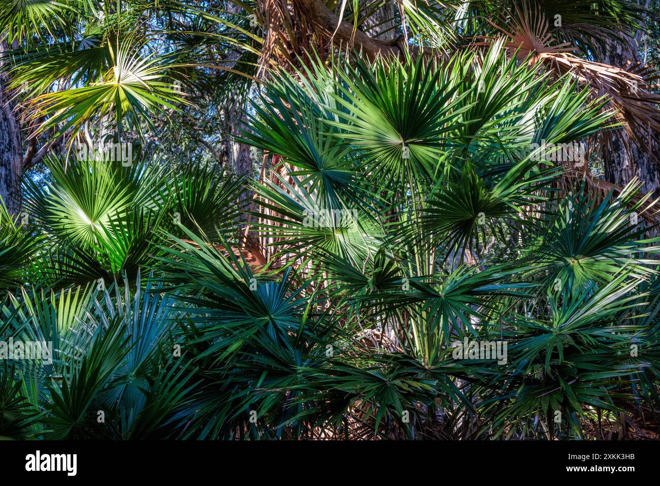 Palm leaves overhang the Noosa Everglades in Queensland, Australia Stock Photo