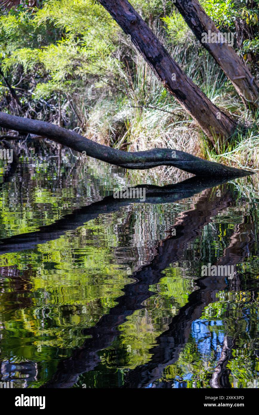 Trees overhang the Noosa Everglades in Queensland, Australia Stock Photo