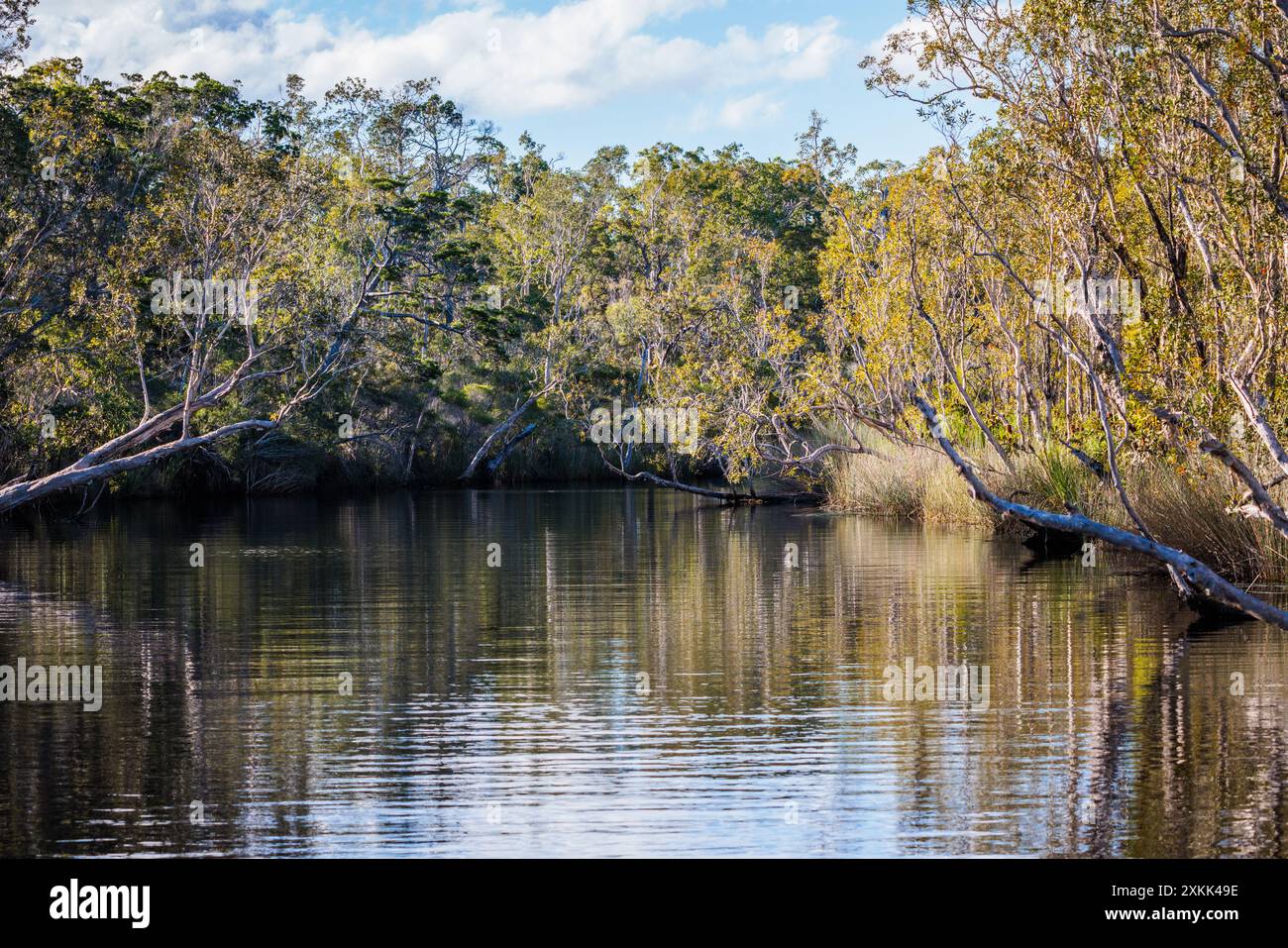 Trees overhang the Noosa Everglades in Queensland, Australia Stock Photo