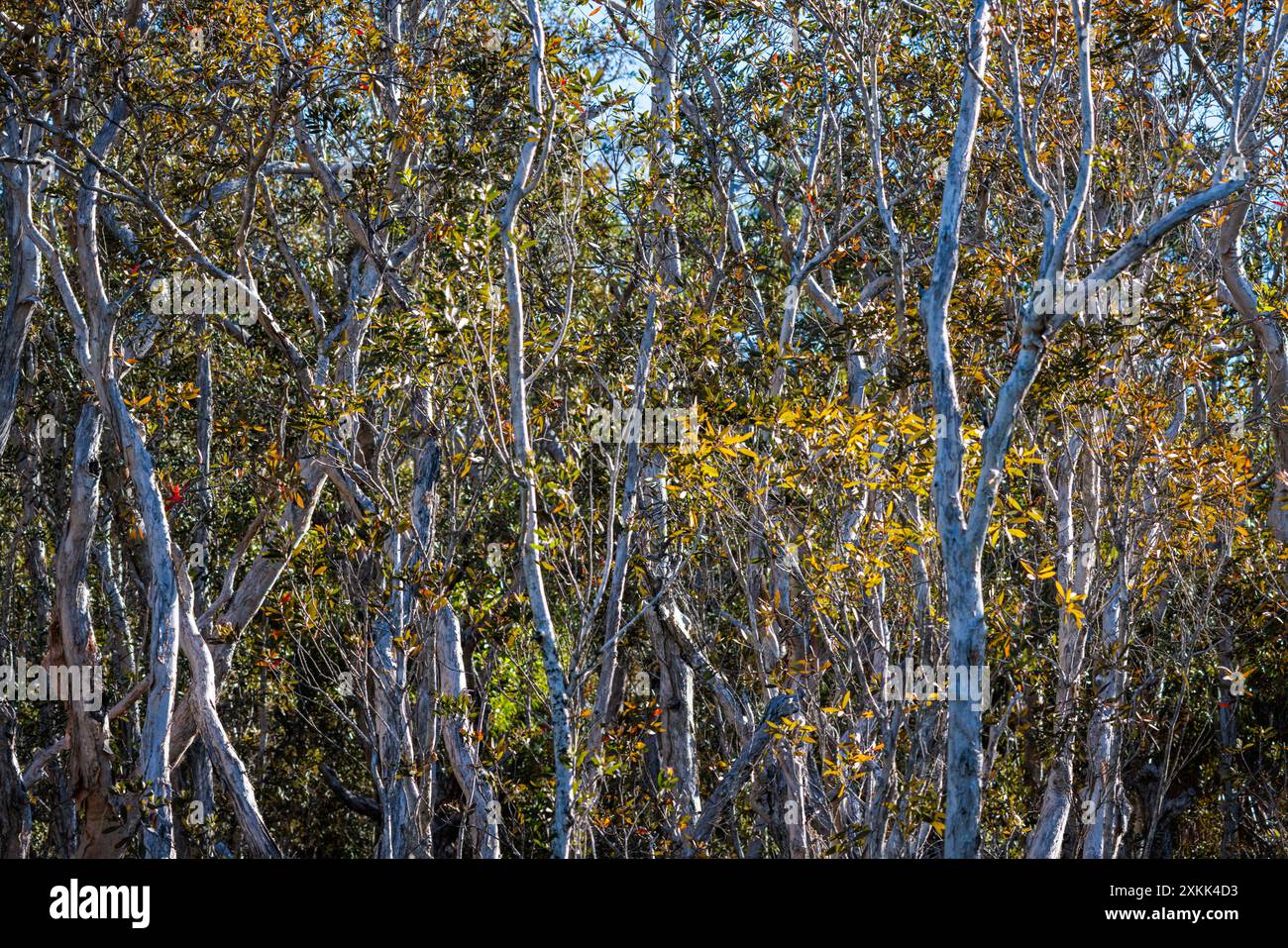 Trees overhang the Noosa Everglades in Queensland, Australia Stock Photo