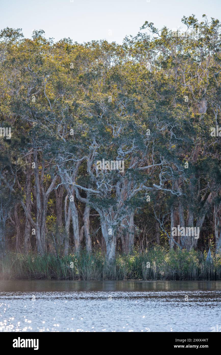 Trees overhang the Noosa Everglades in Queensland, Australia Stock Photo