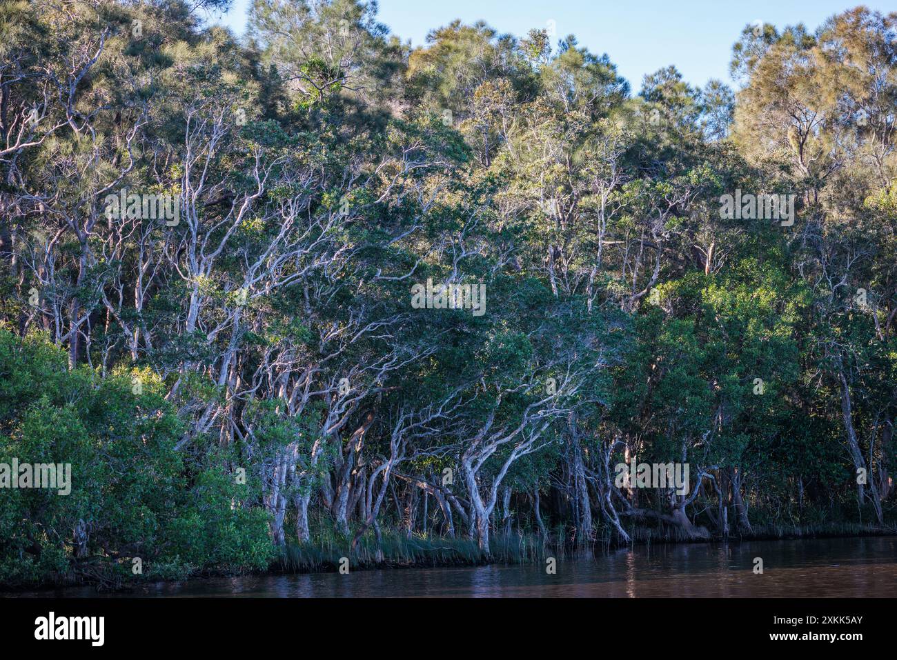 Trees overhang the Noosa Everglades in Queensland, Australia Stock Photo