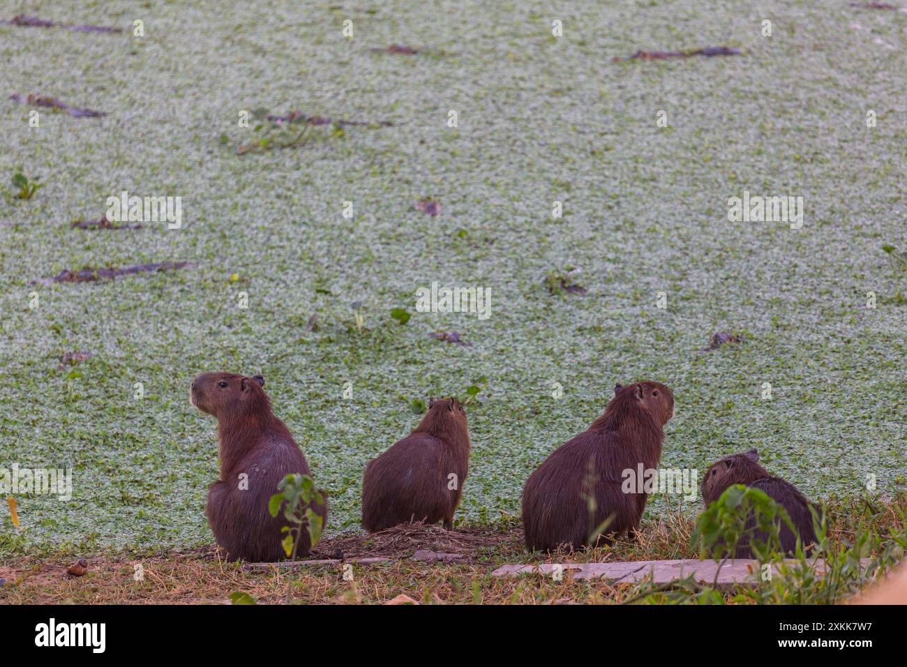 capybara dans le pantanal brsil Introduction to Capybaras