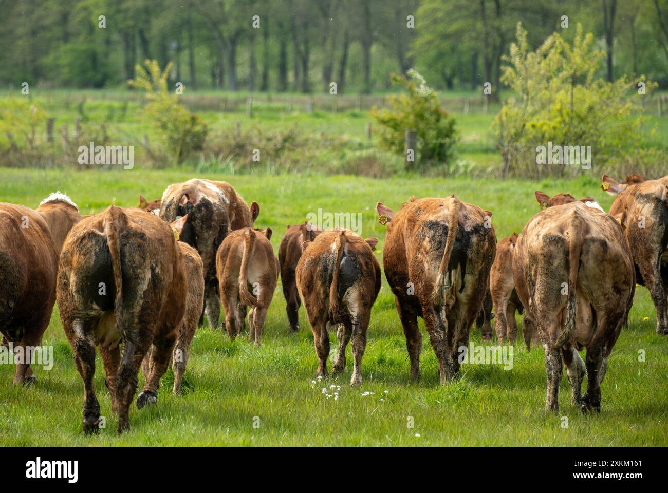 28.04.2024, Germany, Bremen, Bremen - Pasture grazing on an organic farm, Limousin cattle and Fleckvieh cattle graze on the pasture. There is no dairy Stock Photo