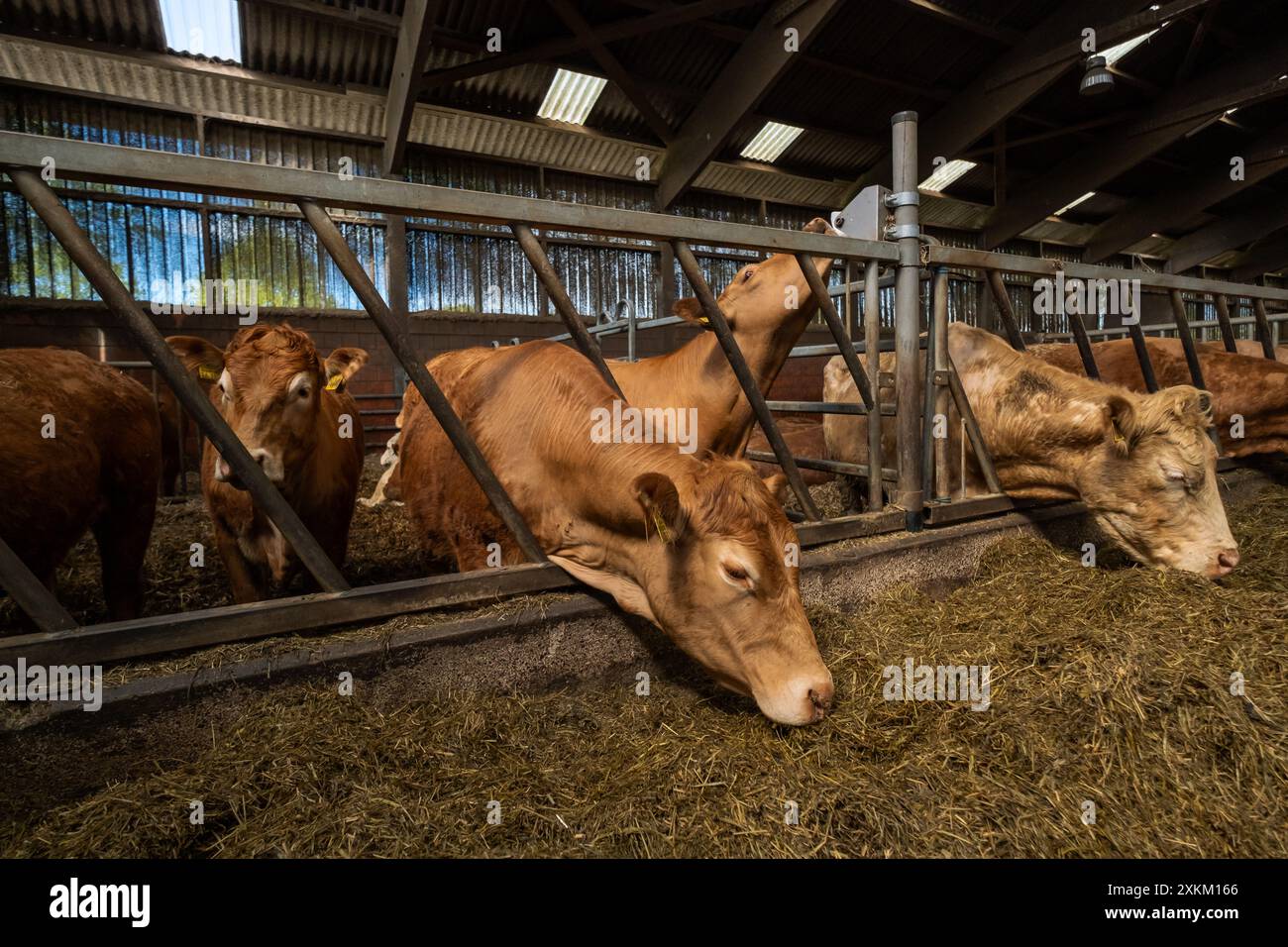 28.04.2024, Germany, Bremen, Bremen - Limousin cattle in the barn of an ...
