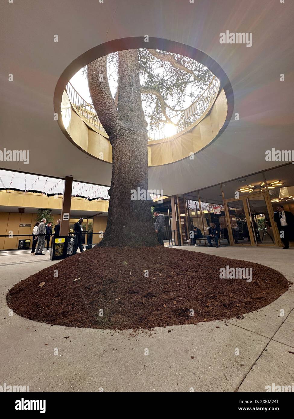 Tree growing through building in hi-res stock photography and images ...