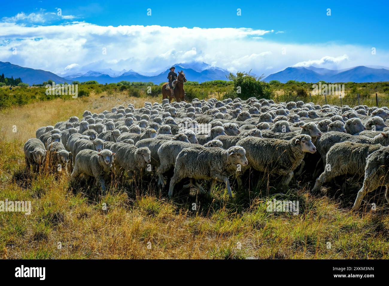 10.03.2024, Argentina, Patagonia, El Calafate - Gaucha on a horse drives a flock of sheep through the Patagonian pampas in front of a mountain landsca Stock Photo