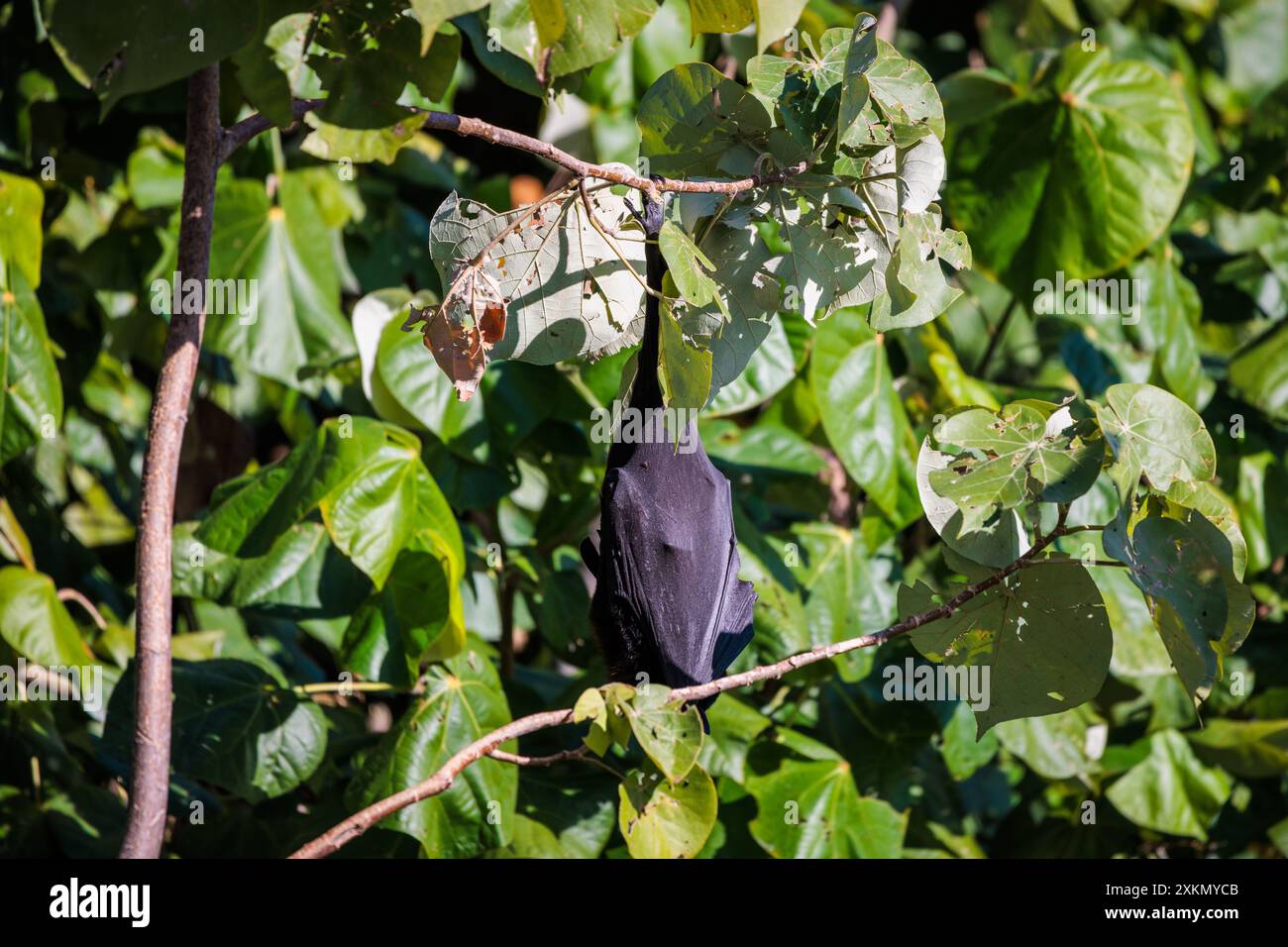 Black flying fox roosting among trees in Broadbeach, Gold Coast, Australia Stock Photo