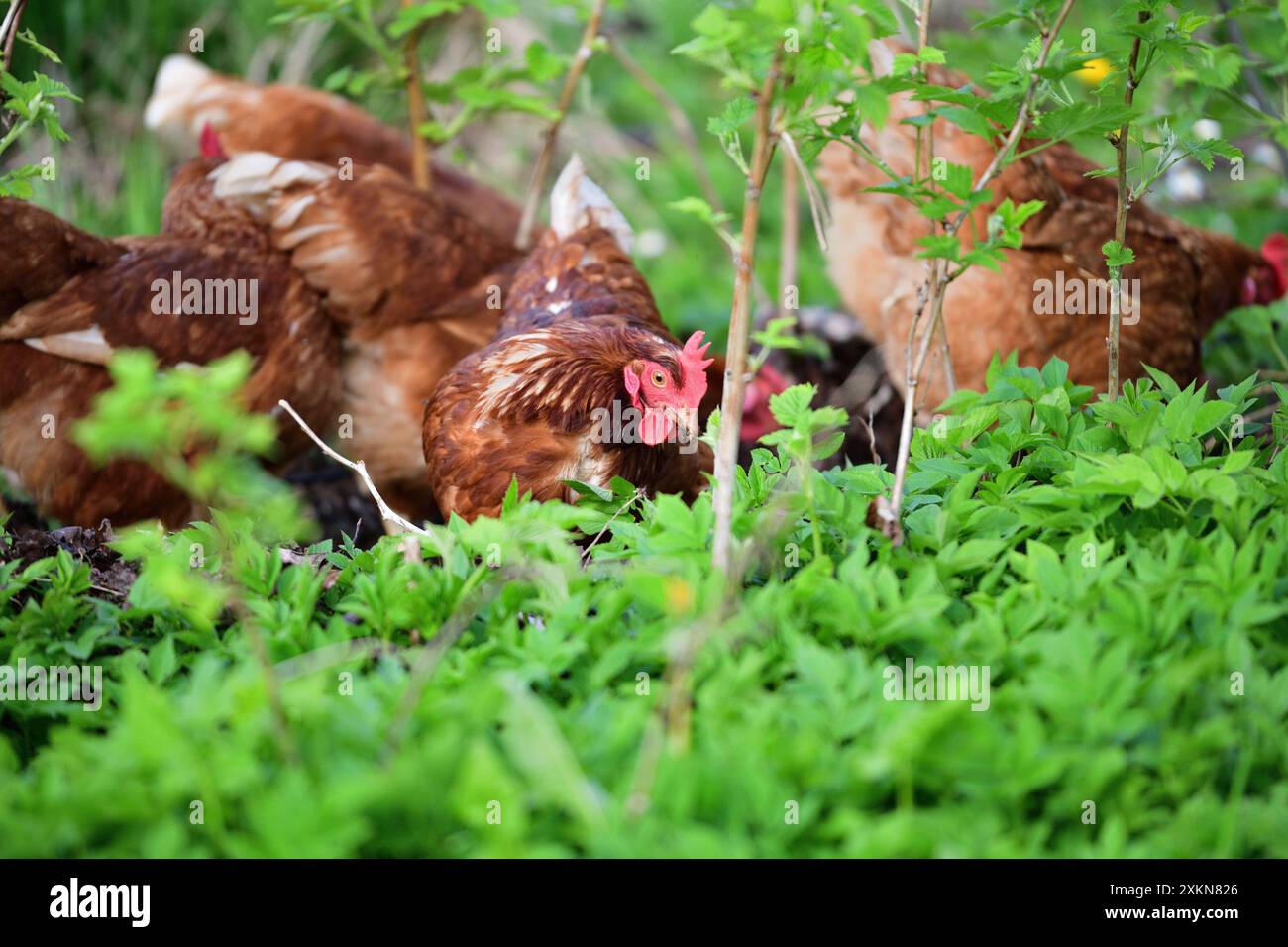 Portrait of a domestic hen's head on the grass in the farmland Stock Photo