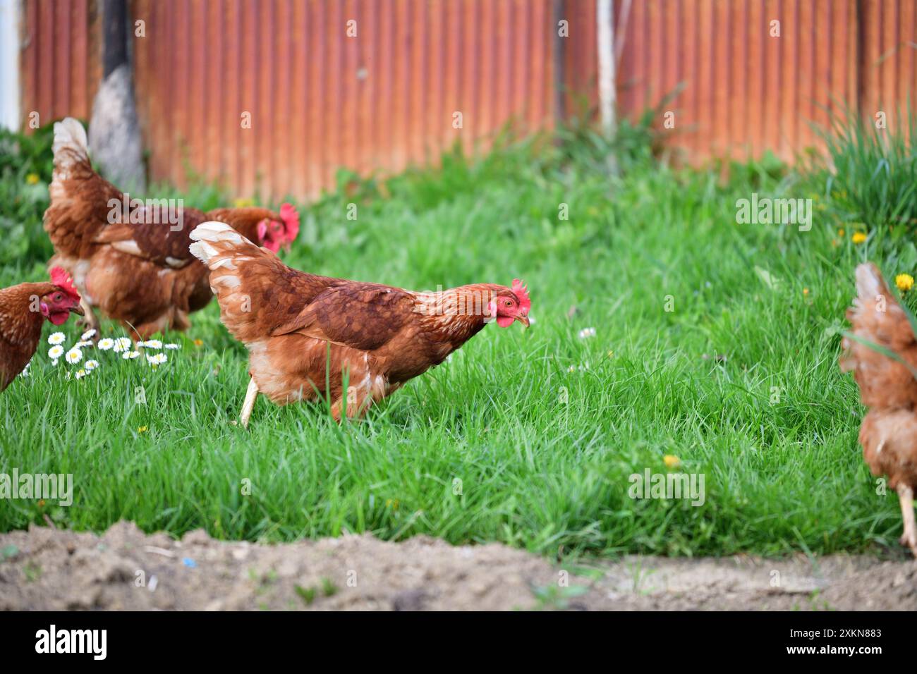 Portrait of a domestic hen's head on the grass in the farmland Stock Photo