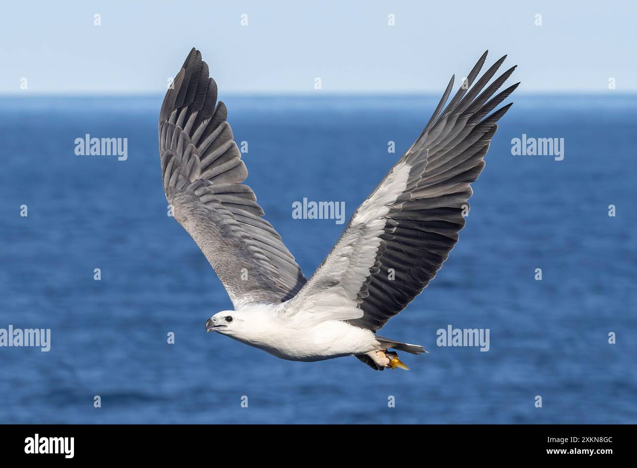 Australian fish eagle hi-res stock photography and images - Alamy
