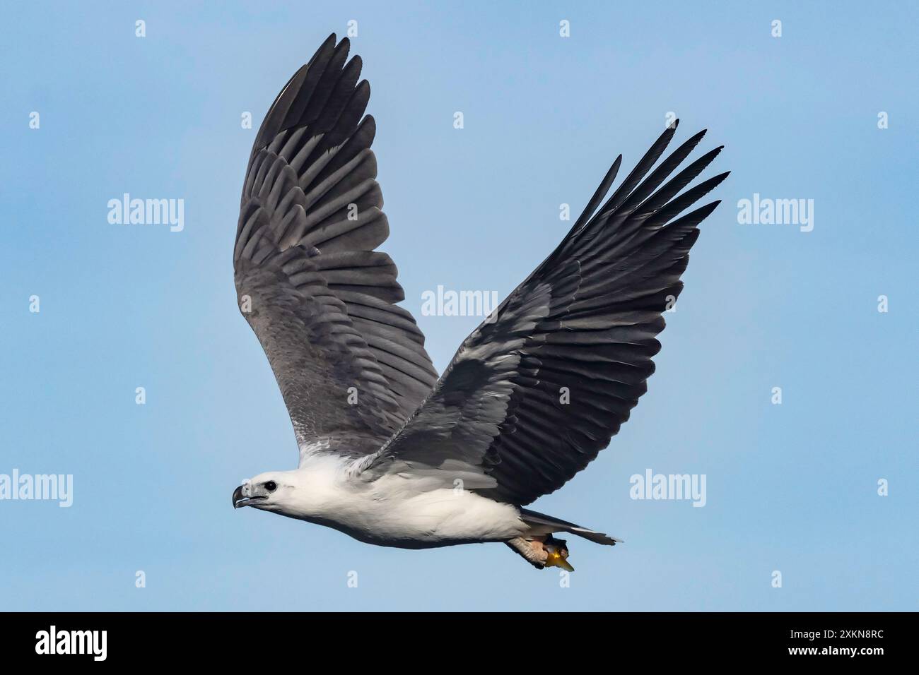 Australian fish eagle hi-res stock photography and images - Alamy