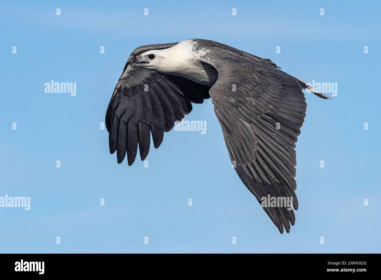 Australian fish eagle hi-res stock photography and images - Alamy