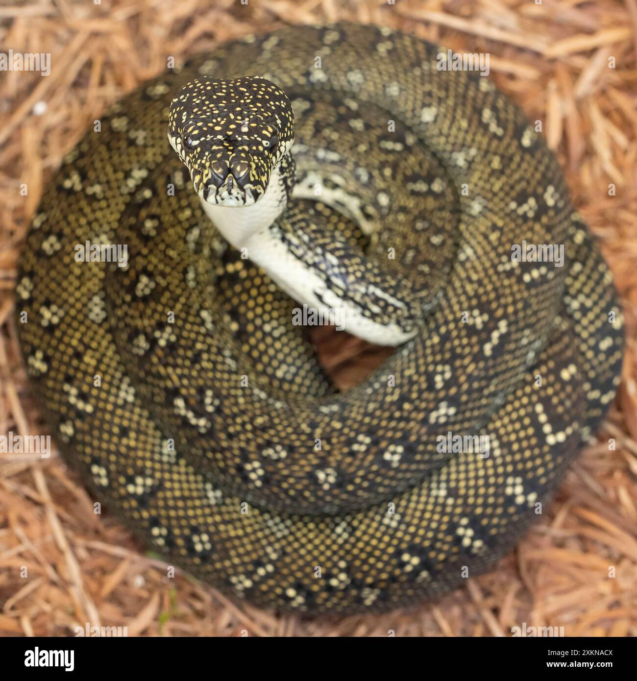 Australian Diamond Python with head raised from body curls Stock Photo ...