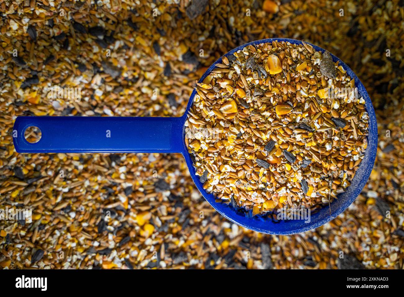 High-quality grain mixture for feeding chickens, close-up. Stock Photo