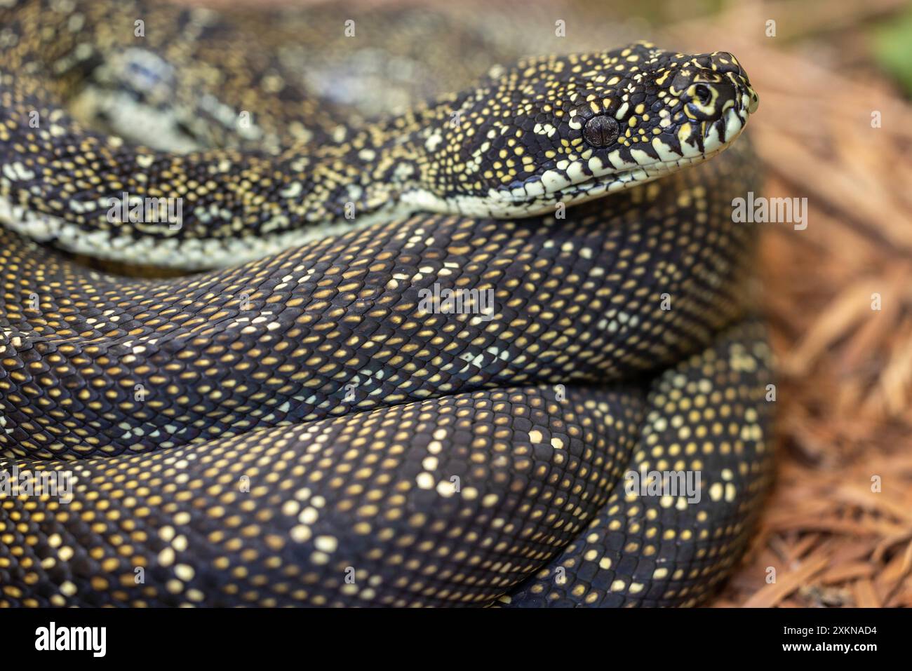 Close up of an Australian Diamond Python Stock Photo