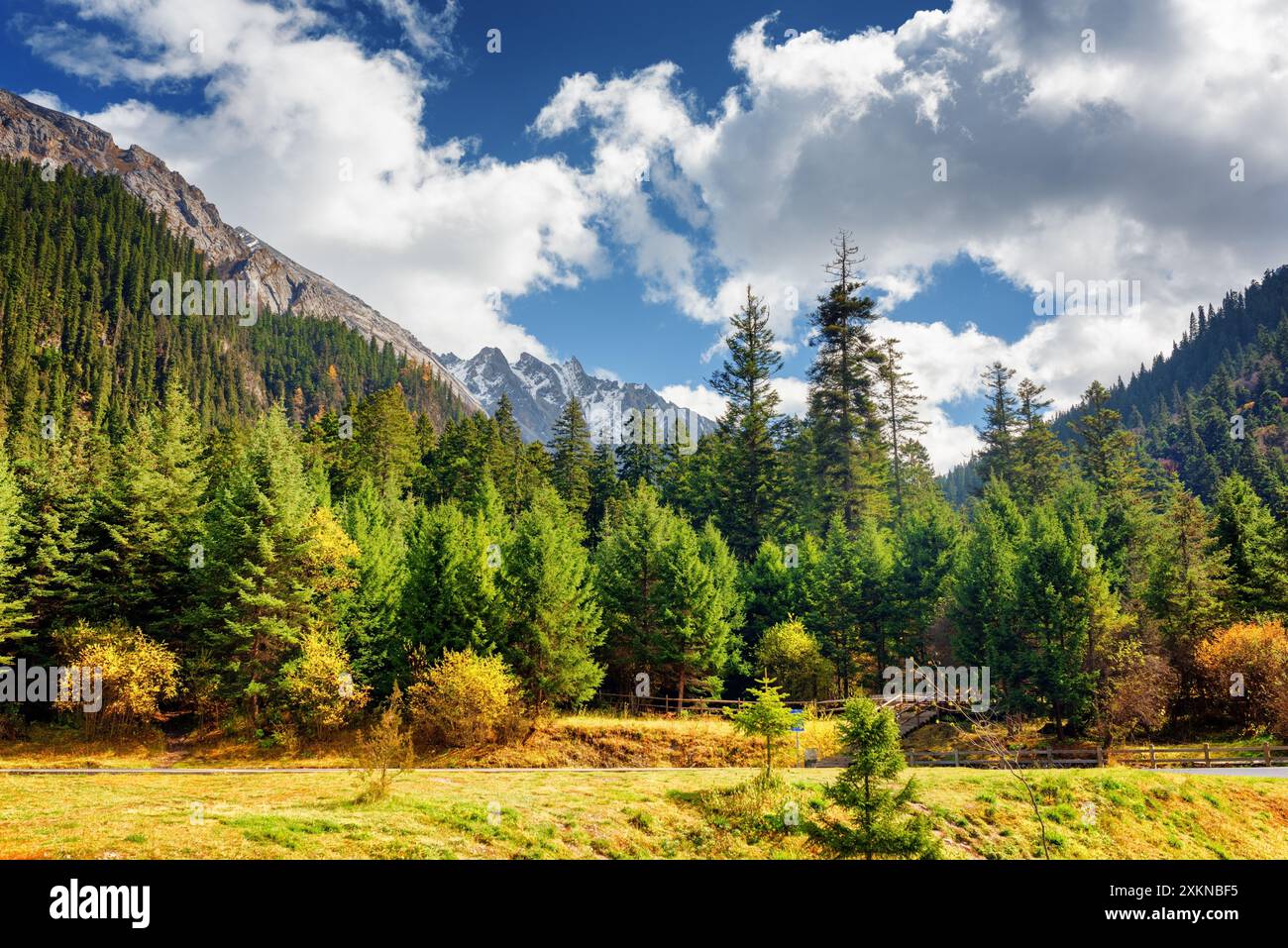 Primeval forest china hi-res stock photography and images - Alamy