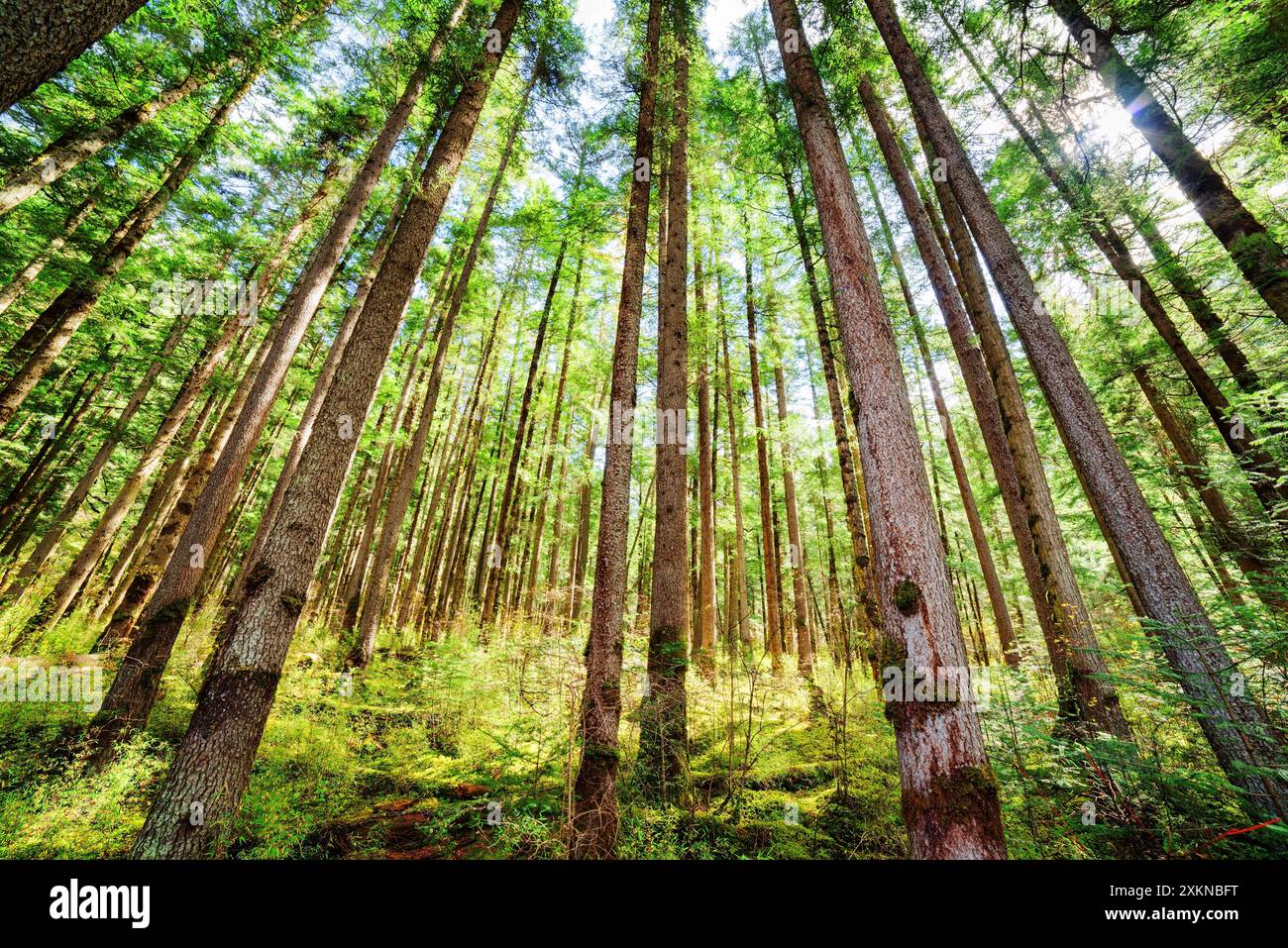 Sunlight through tall trees hi-res stock photography and images - Alamy