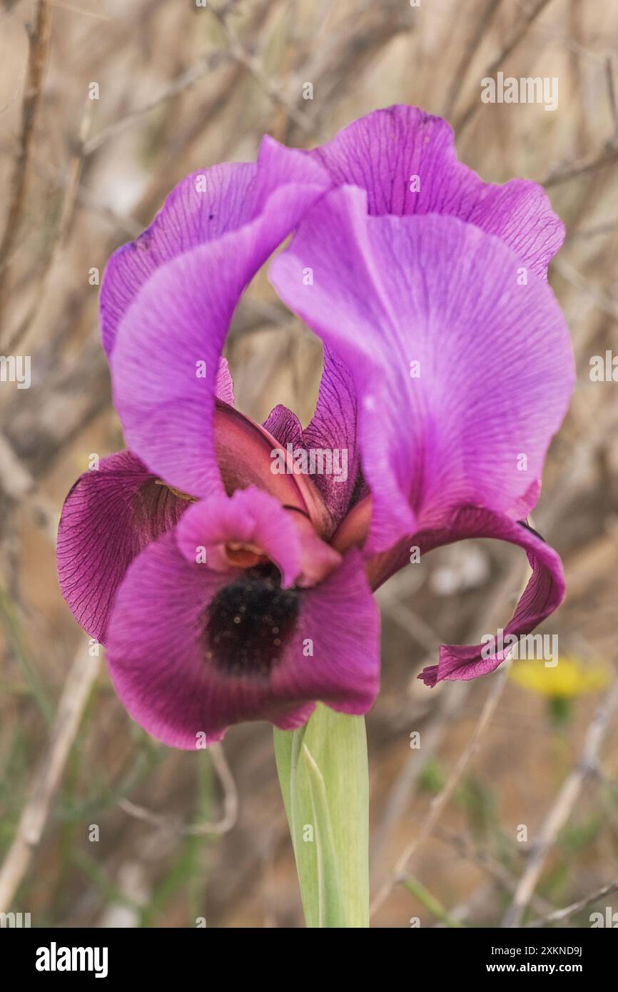 Colorful iris flower close up in field. Stock Photo