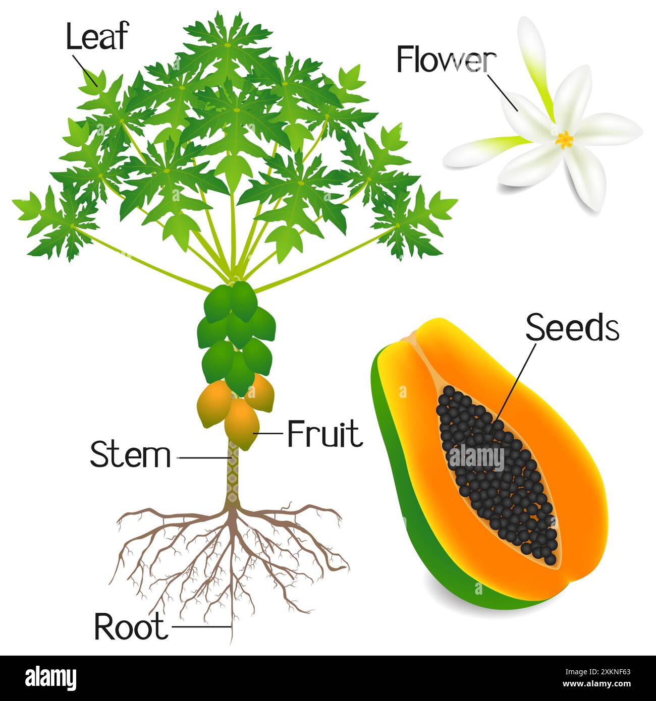 Plant structure of papaya tree isolated on white background Stock ...