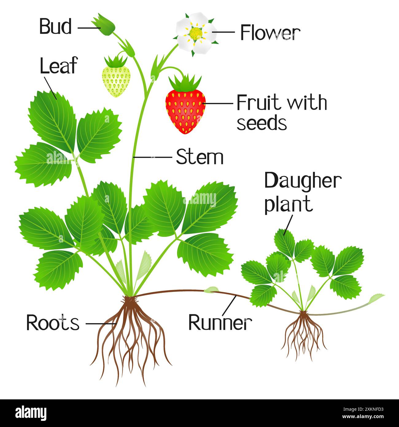 An illustration showing parts of a strawberry plant Stock Vector Image