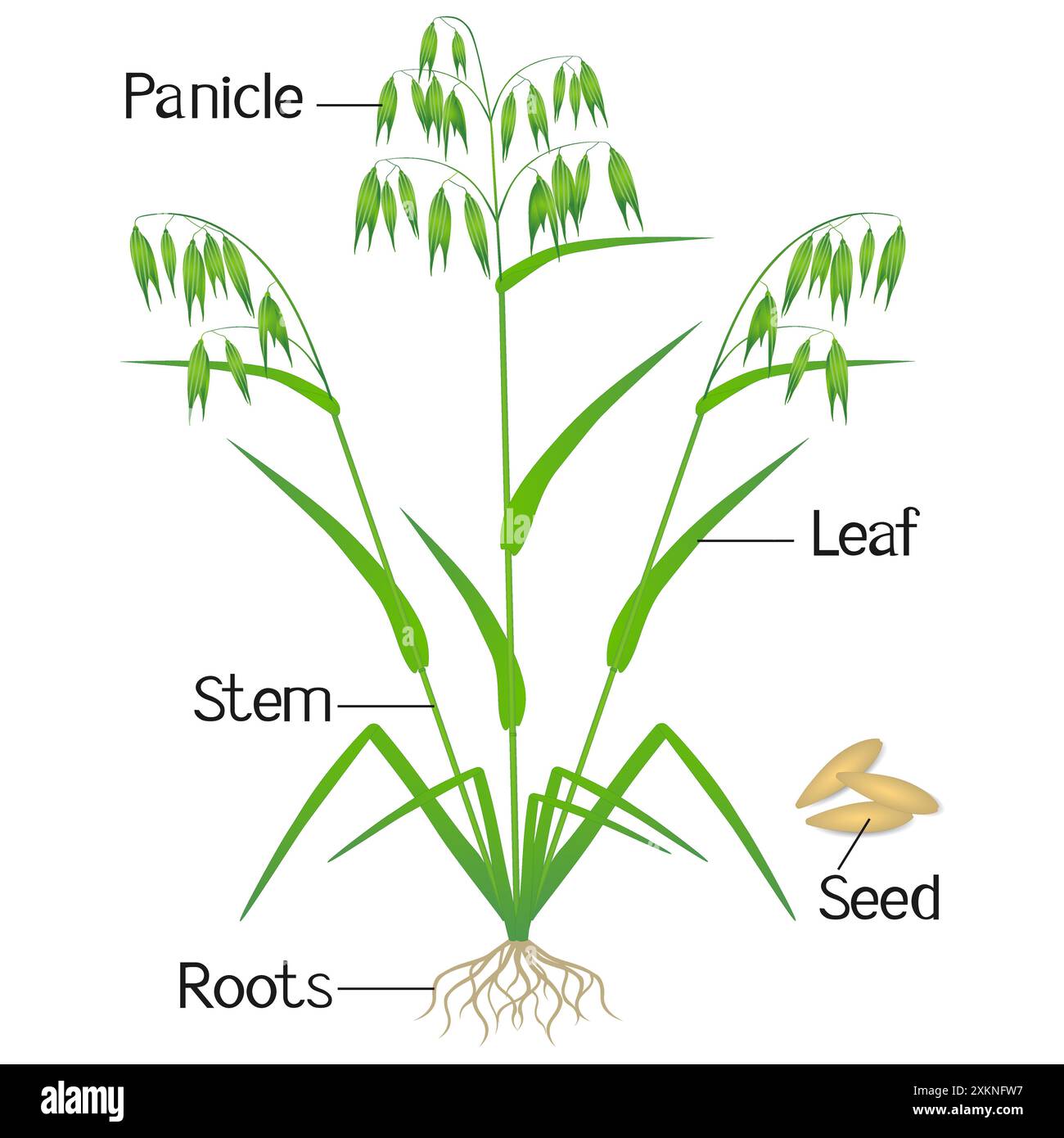 An Illustration Showing Parts Of A Oat Plant Stock Vector Image Art an-illustration-showing-parts-of-a-oat-plant-stock-vector-image-art