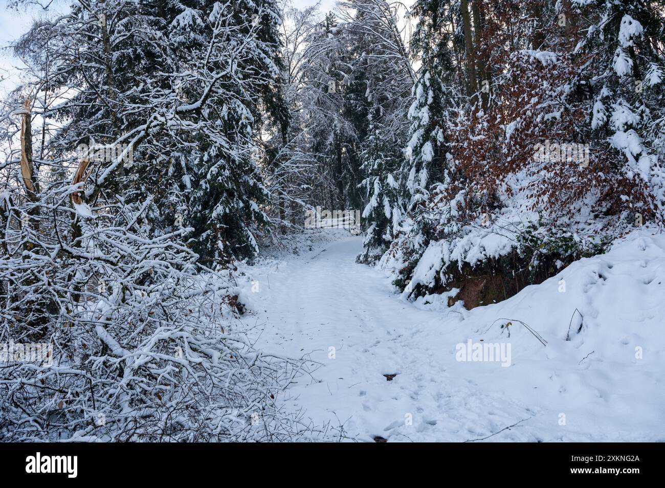 Field path in the forest with lots of snow Stock Photo - Alamy