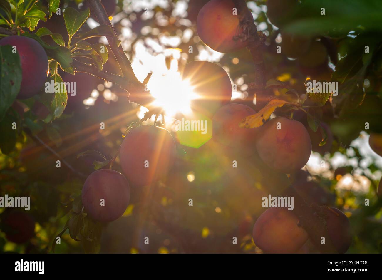 Plums bathed in golden sunset light in a garden. Stock Photo