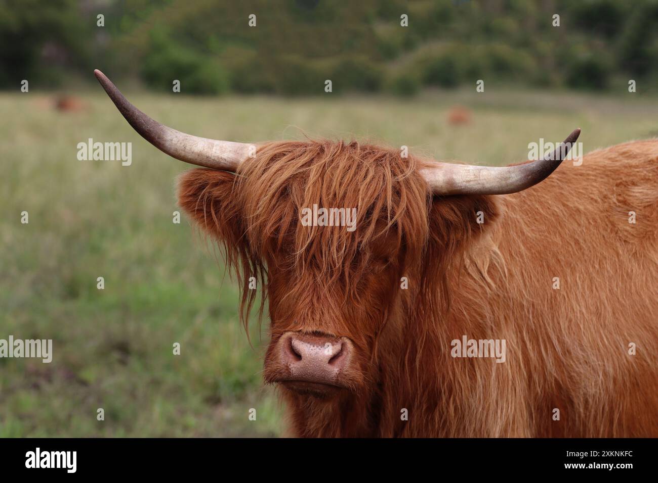 Scottish highland cow drawing hi-res stock photography and images - Alamy