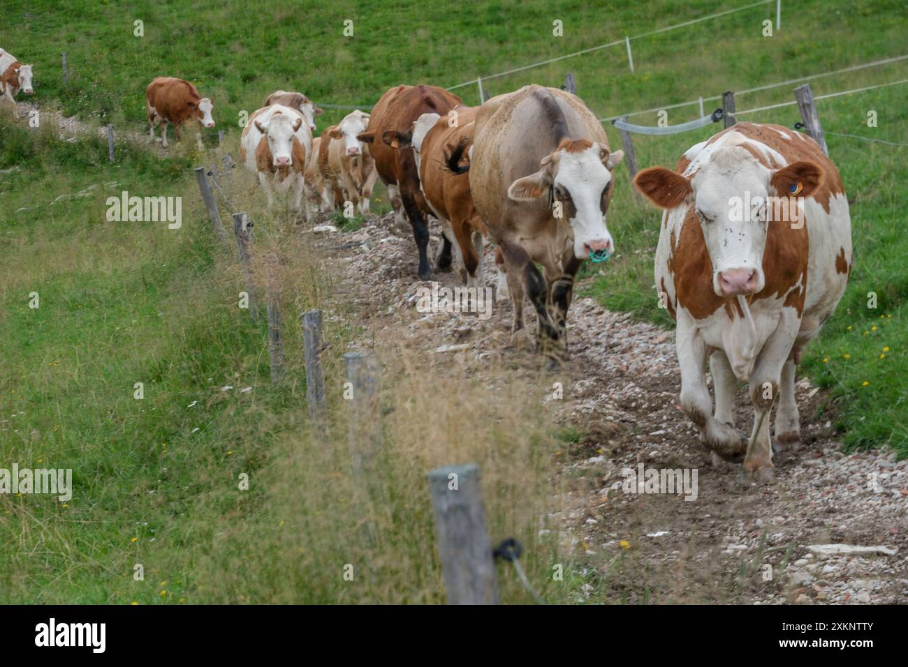 Cows In Italy Cows grazing on the Cansiglio plain in the Belluno pre-Alps in Italy ...