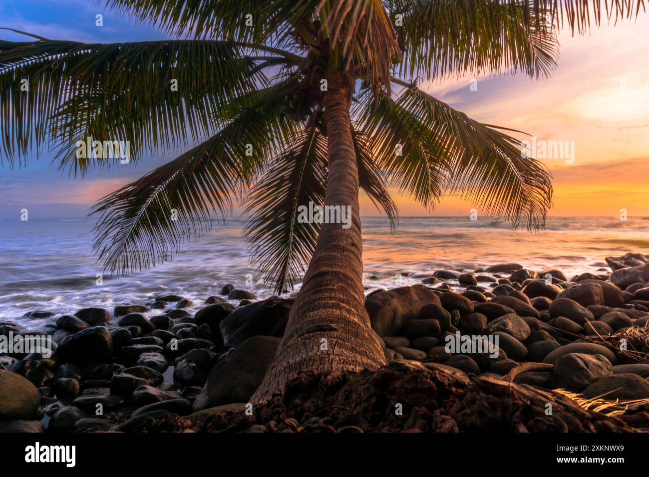 Aerial coconut palm trees on hi-res stock photography and images - Alamy