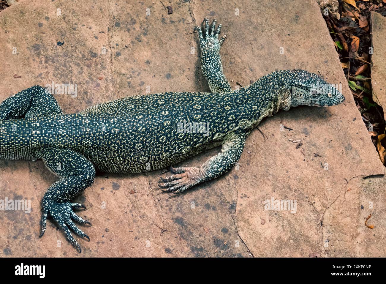 Desert monitor in its habitat hi-res stock photography and images - Alamy, image size:1300x956