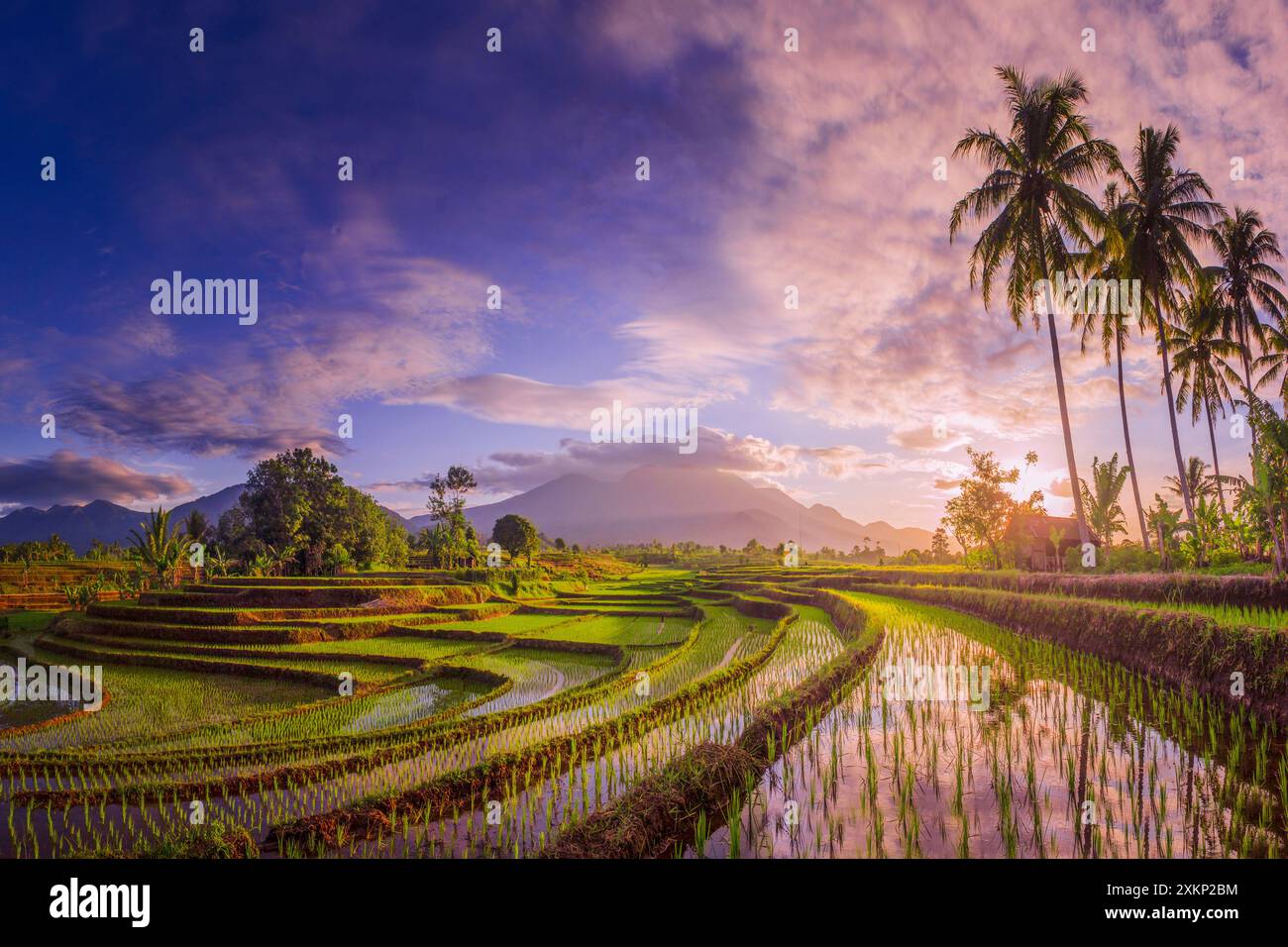 Aerial view foggy rice field hi-res stock photography and images - Alamy