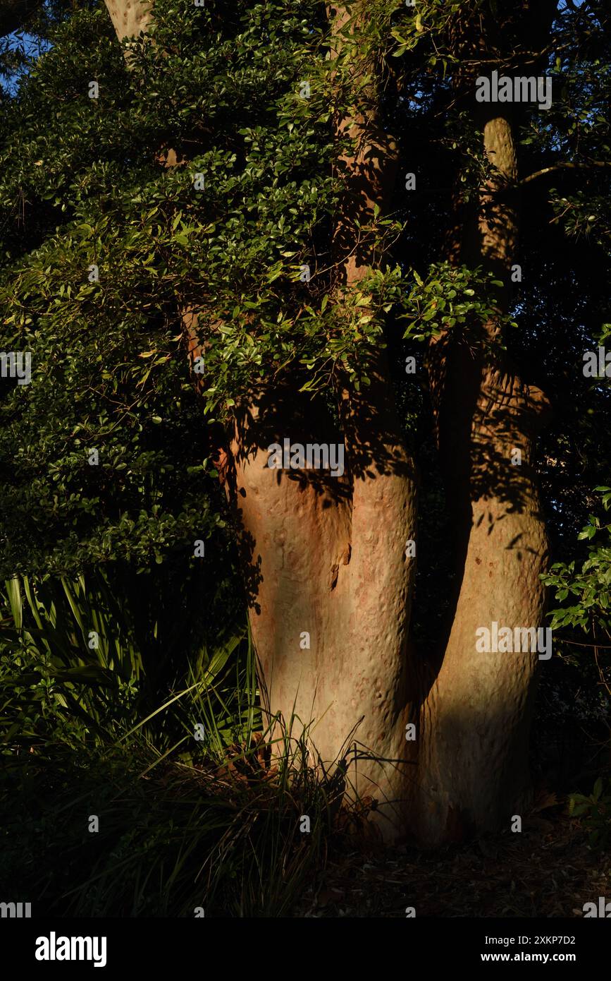 Trunk and new growth on an old Eucalyptus tree in the garden and ...