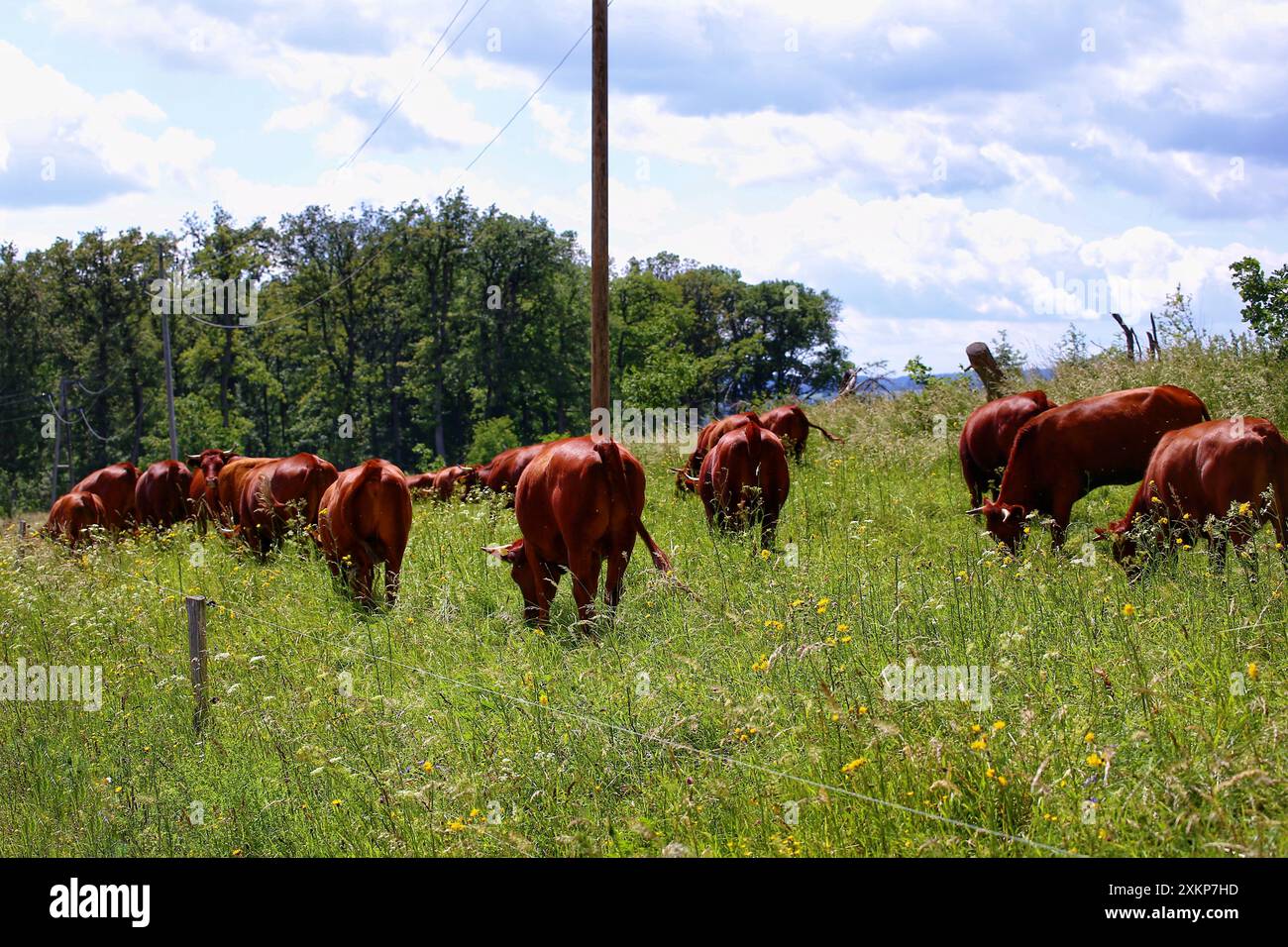 Cattle grazing field under cloudy and sunny sky Stock Photo - Alamy