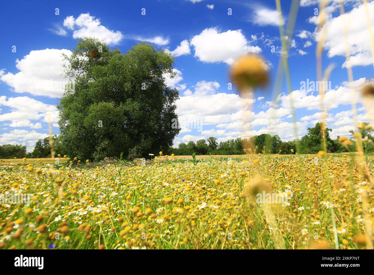 Field of wildflowers with large tree under a blue sky with clouds in ...