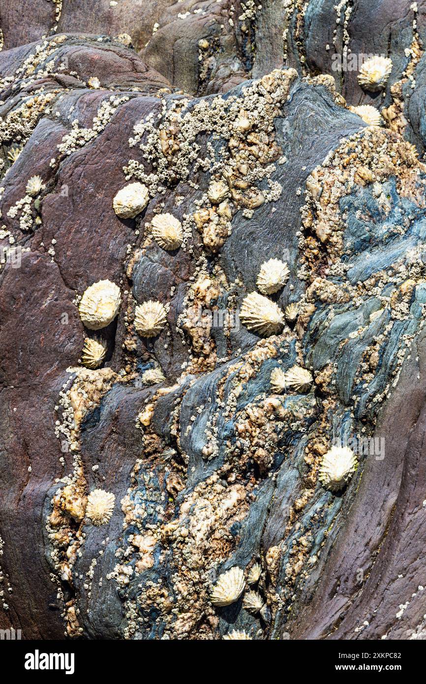 Shells on sea rocks and cliffs Stock Photo