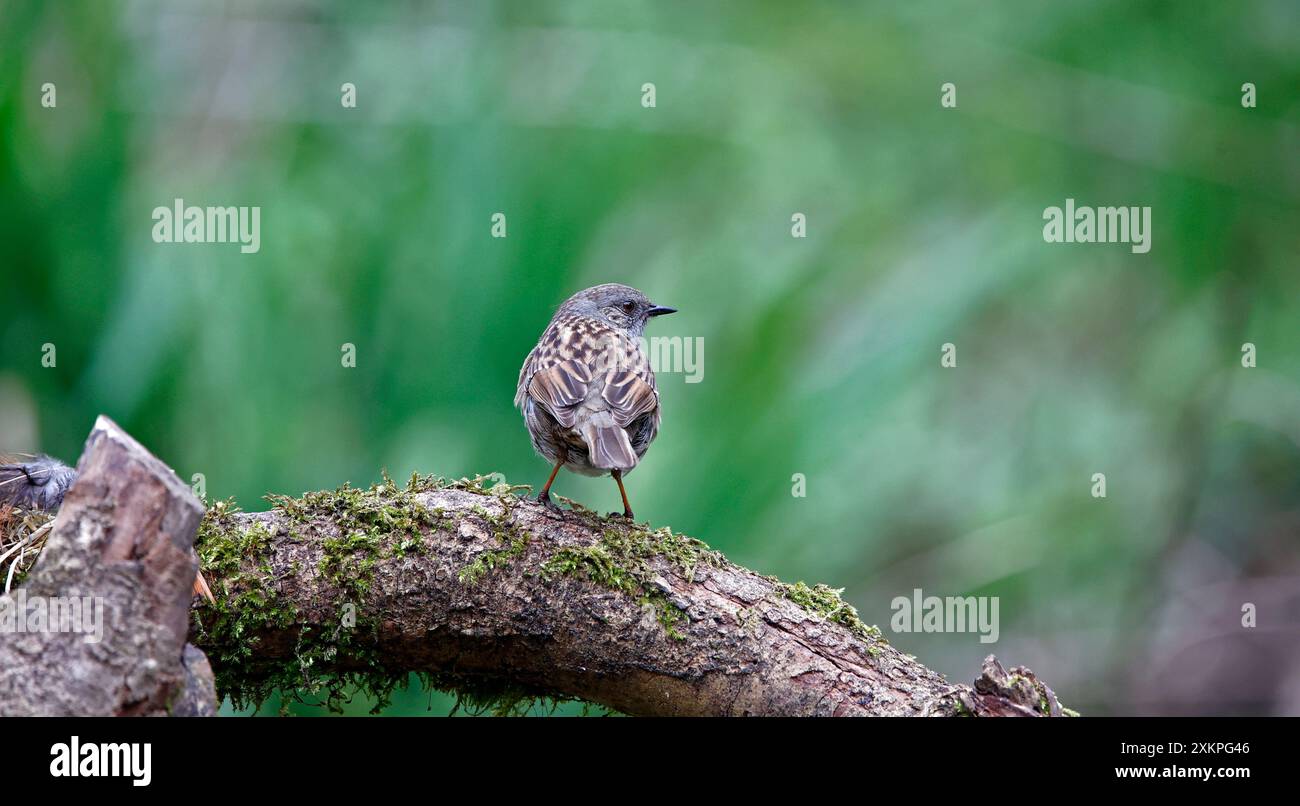 Dunnock feeding in the woods Stock Photo