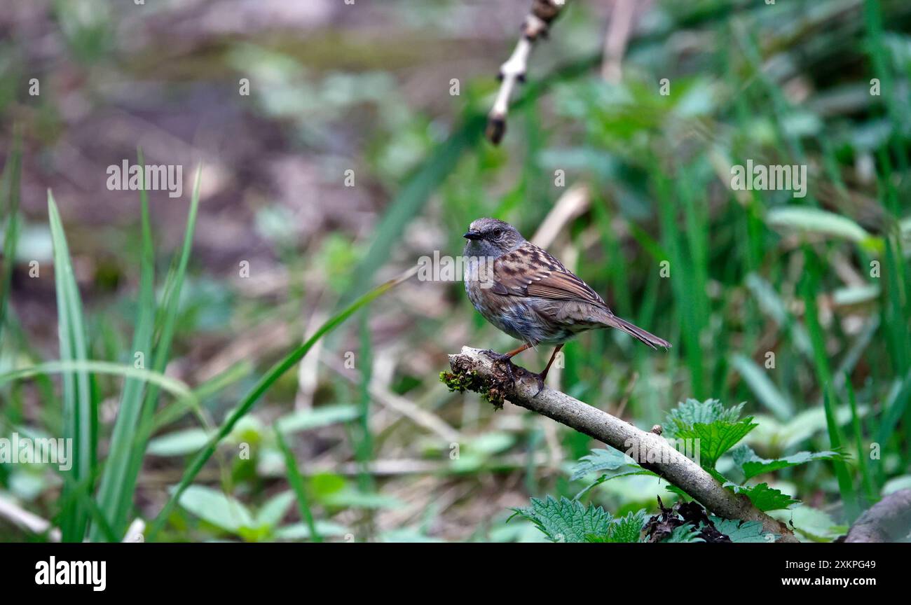 Dunnock feeding in the woods Stock Photo