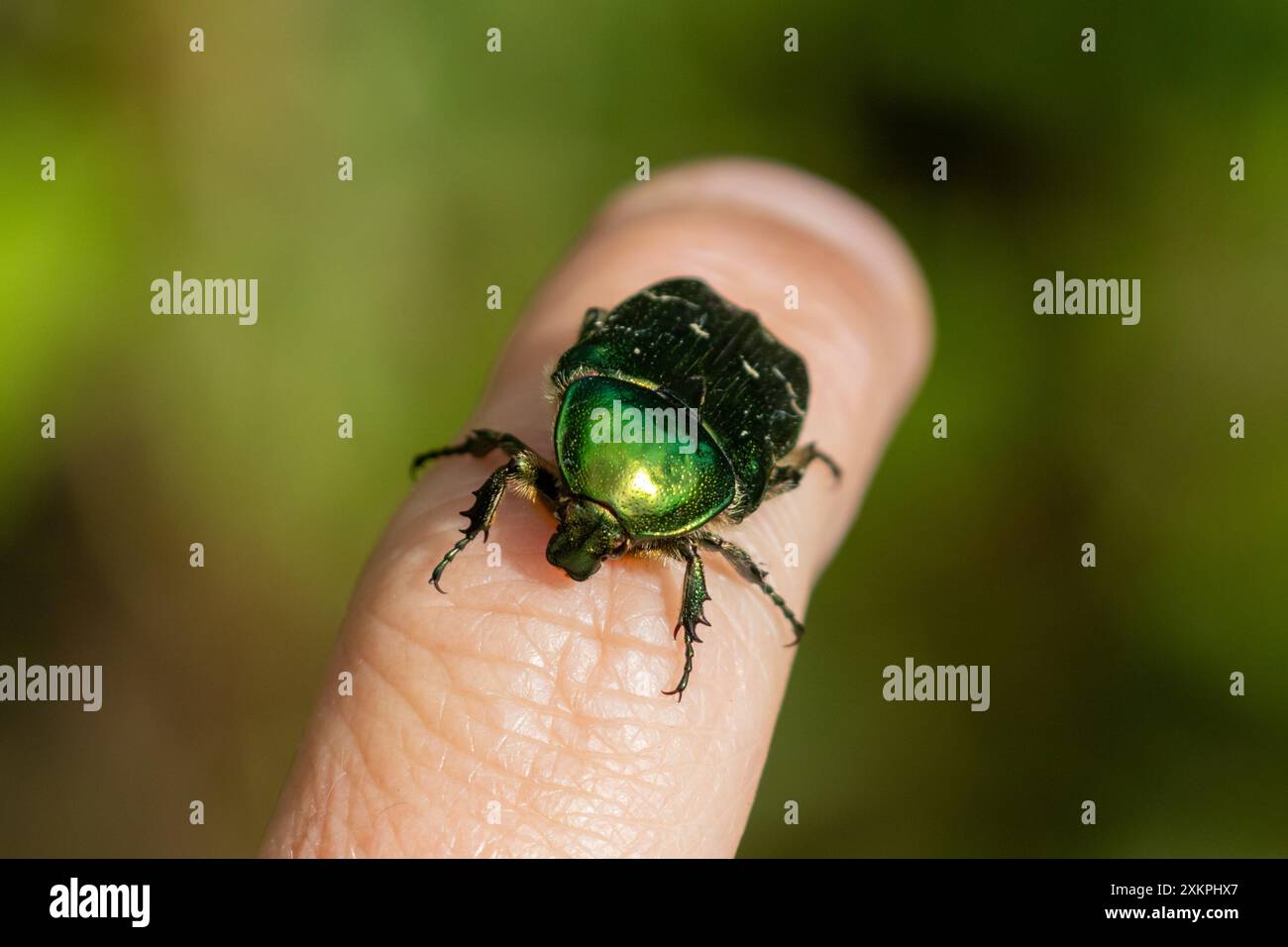 Rose chafer beetle, Cetonia aurata resting on a persons finger. UK Stock Photo