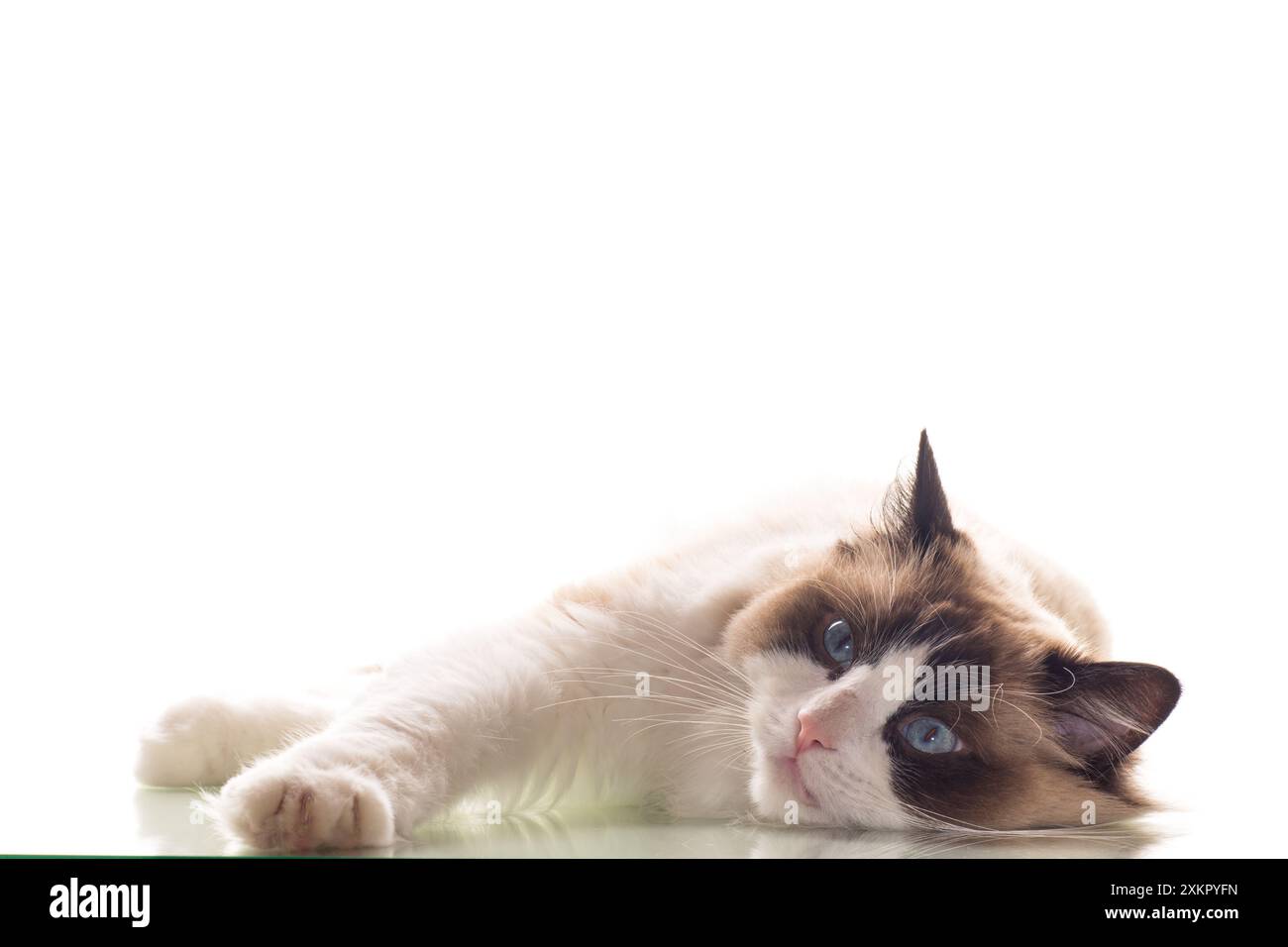 Beautiful young healthy Ragdoll cat isolated on a white background ...
