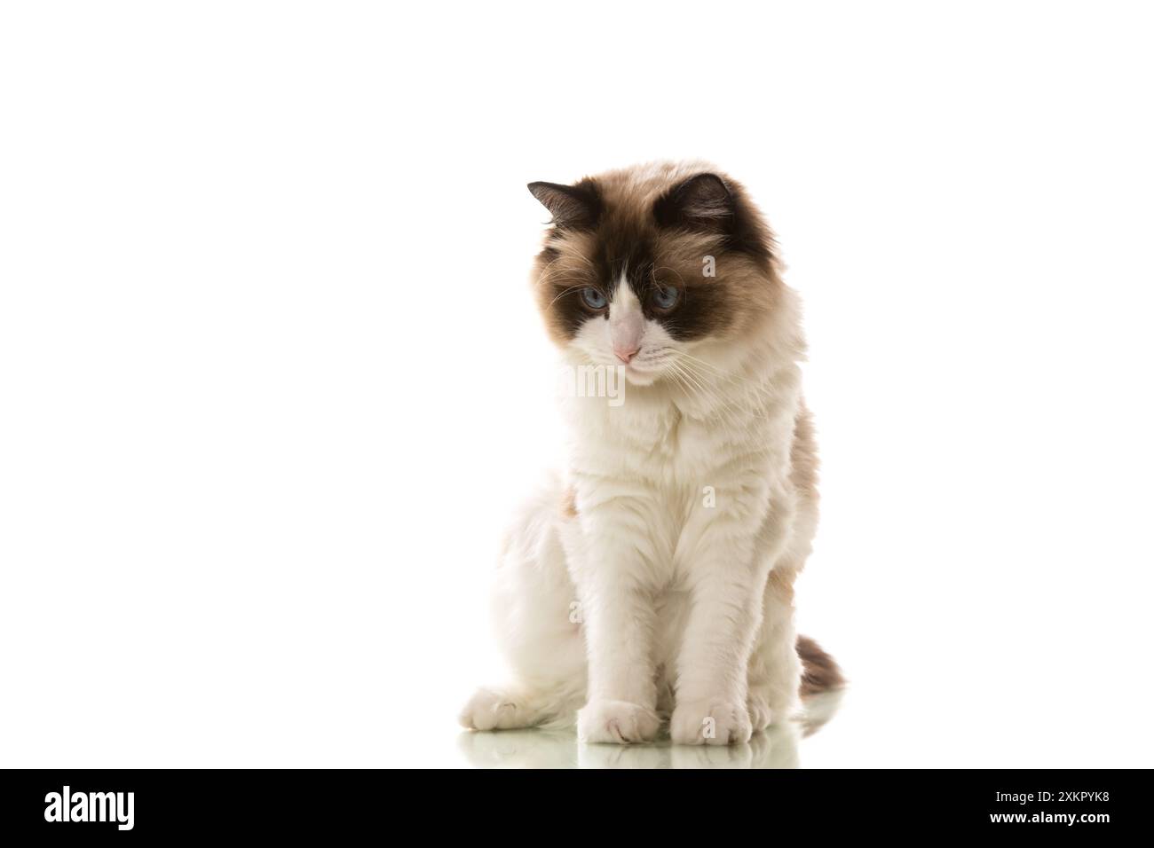 Beautiful young healthy Ragdoll cat isolated on a white background ...