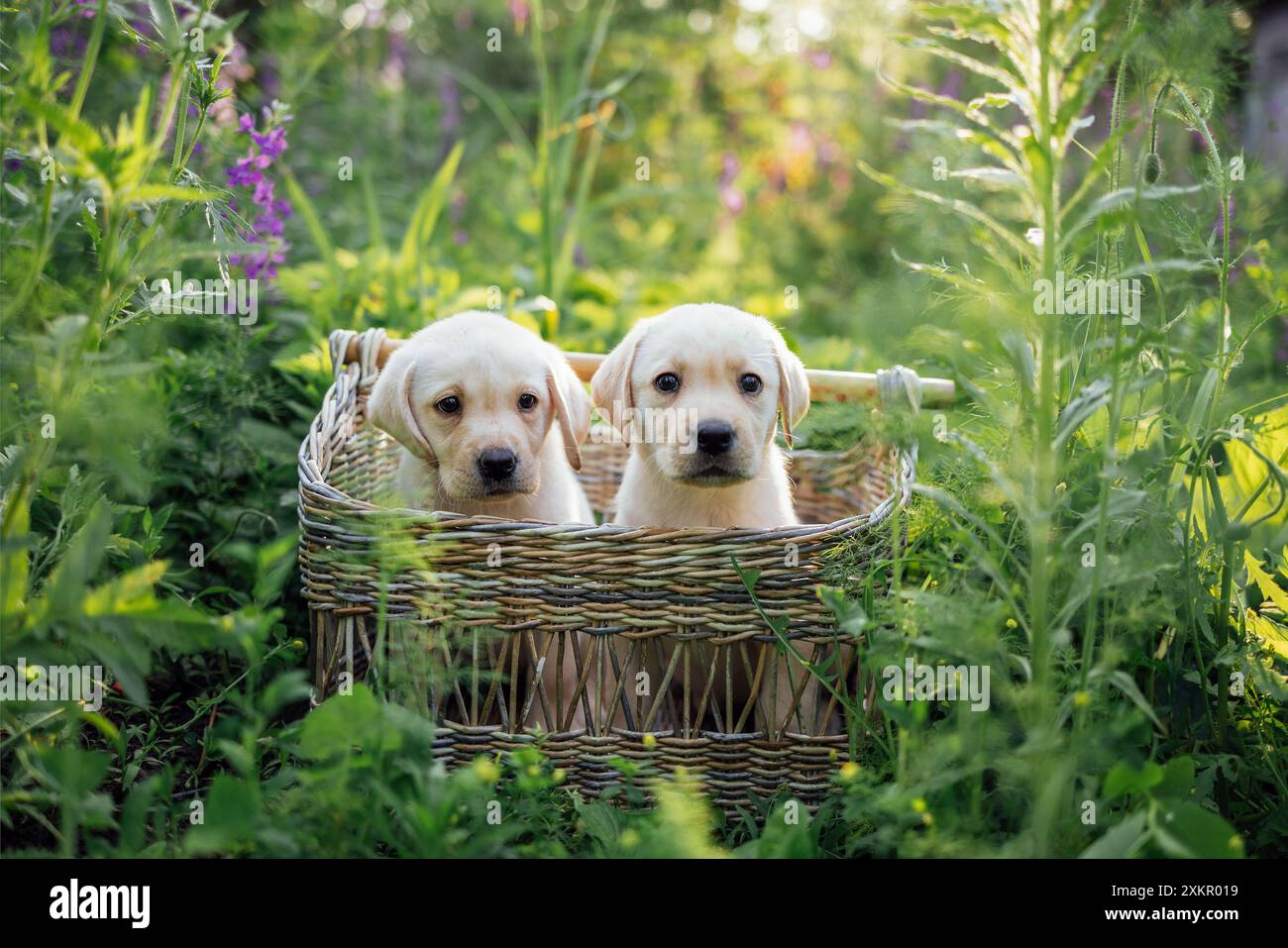 Two cute little puppies in a wicker basket. Pretty golden retriever dogs in the garden. Lovely pets among flowers and thick grass. Stock Photo