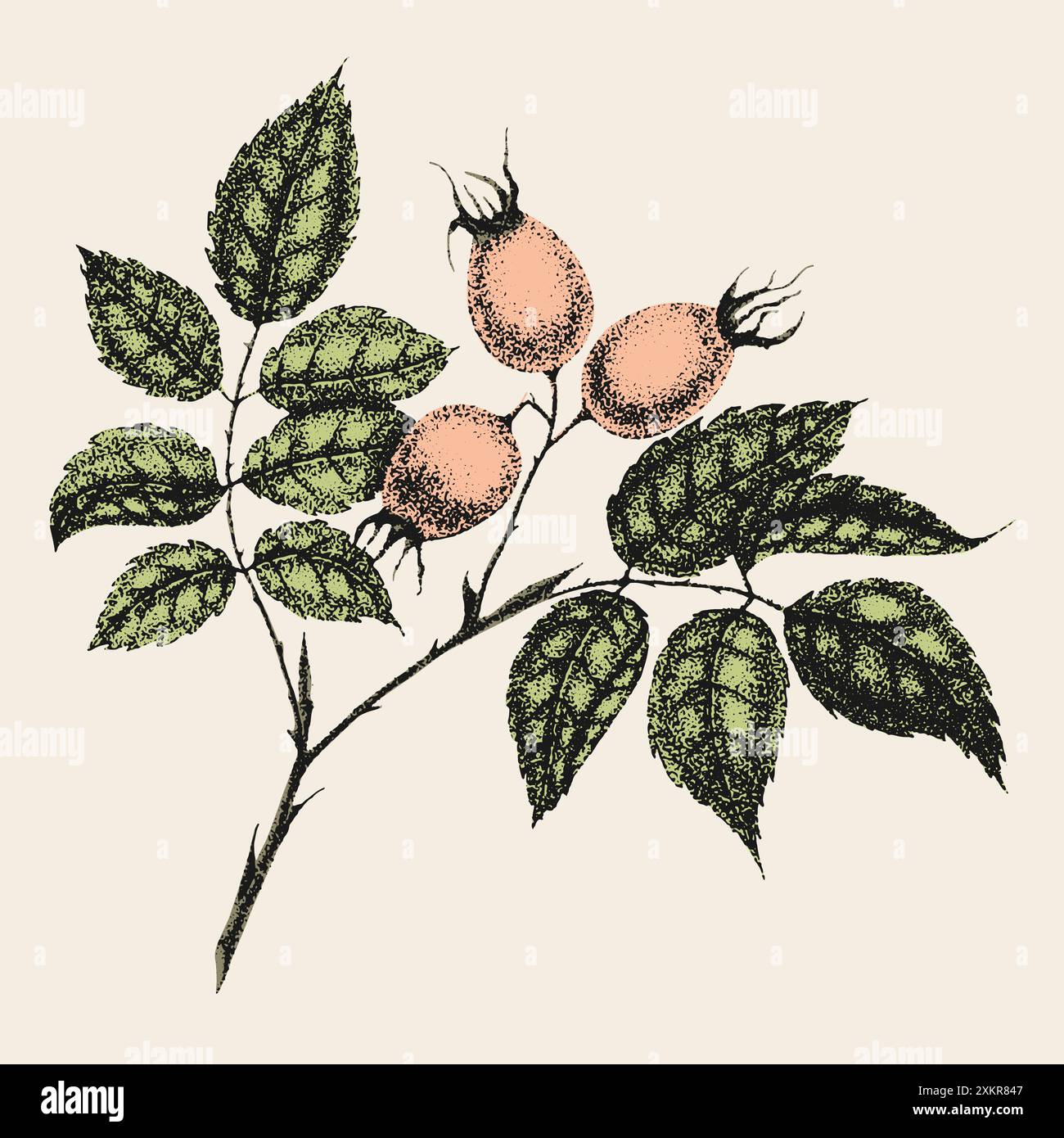 rosehip-tea-leaves-stock-vector-images-alamy